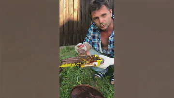 Чем красить забор? Садовый домик? Краска Pinotex Aqua