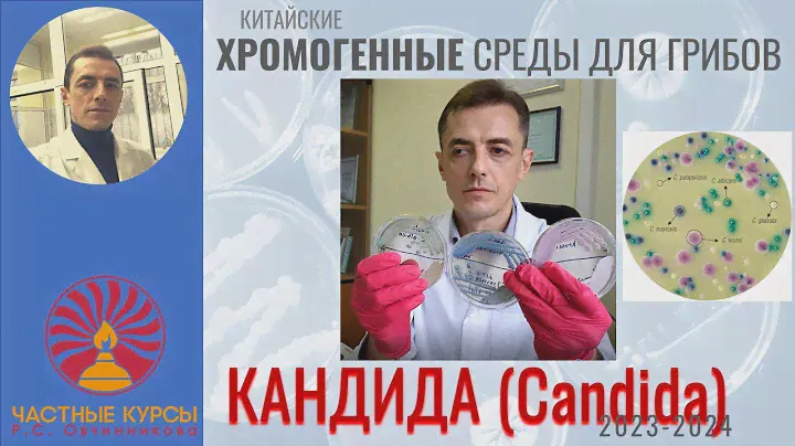 Обзор хромогенной среды для грибов Кандида (Candida) производства Китай (2023-2024)