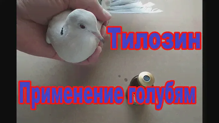 Тилозин. | Применение и дозировка для голубей