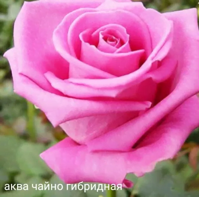 Роза Аква ч.г