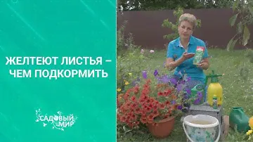 Желтеют листья – чем подкормить