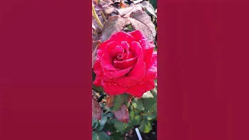 EDROSES/Роза 🌹 Блэк Мэджик (Black Magic). Tantau , Германия .(1997) .Чайно-гибридная.